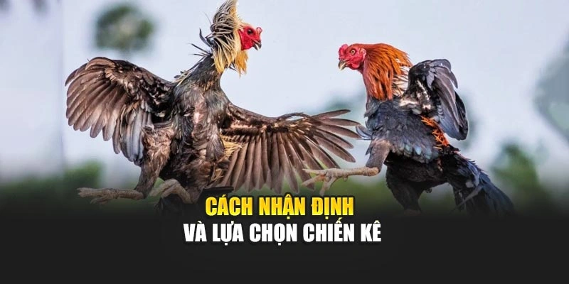 Cách nhận định và lựa chọn chiến kê