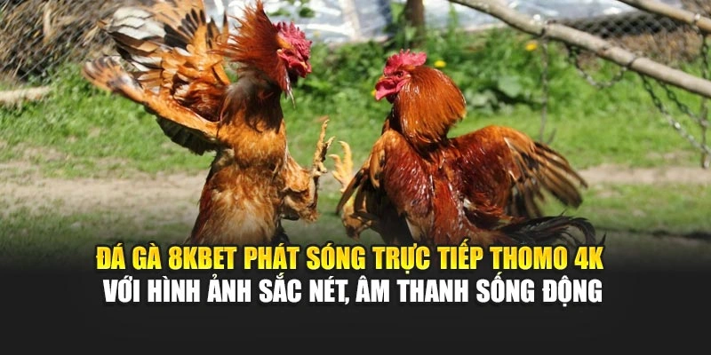Đá gà 8KBET phát sóng trực tiếp Thomo 4K với hình ảnh sắc nét, âm thanh sống động