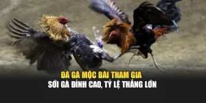 Đá Gà Mộc Bài – Tham Gia Sới Gà Đỉnh Cao, Tỷ Lệ Thắng Lớn