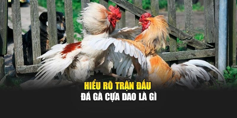 Hiểu rõ trận đấu đá gà cựa dao là gì