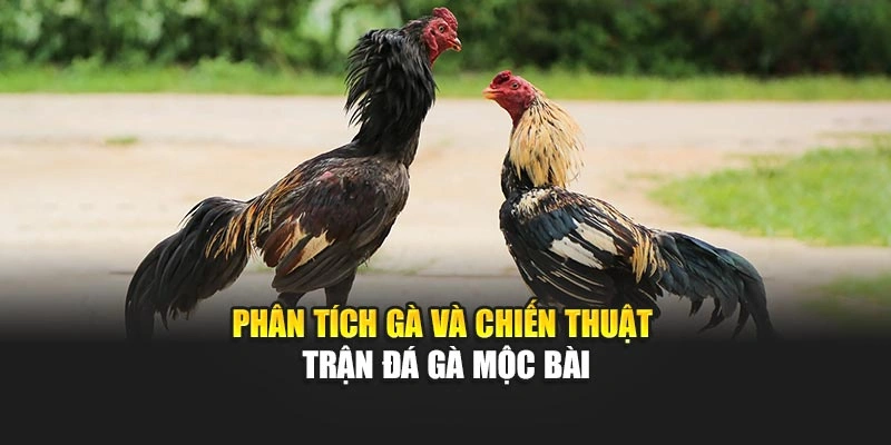 Phân tích gà và chiến thuật trận đá gà Mộc Bài