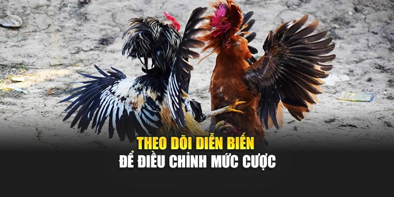 Theo dõi diễn biến để điều chỉnh mức cược